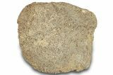 Dinosaur (Triceratops) Bone Section - Montana #297075-1